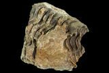 Fossil Calymene Trilobite Nodule - Morocco #106620-2